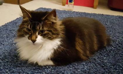 18813401_10155178579761285_4859632258141235331_n